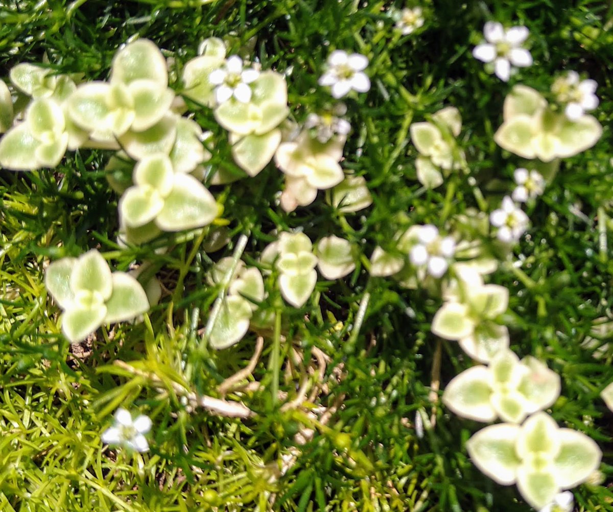 皆さん♪おはようございます( ´∀｀)

今朝の東京は♪『外出時は日陰を優先晴天（＾◇＾）』です( ´∀｀)

それではスタートします(*^▽^*)♪