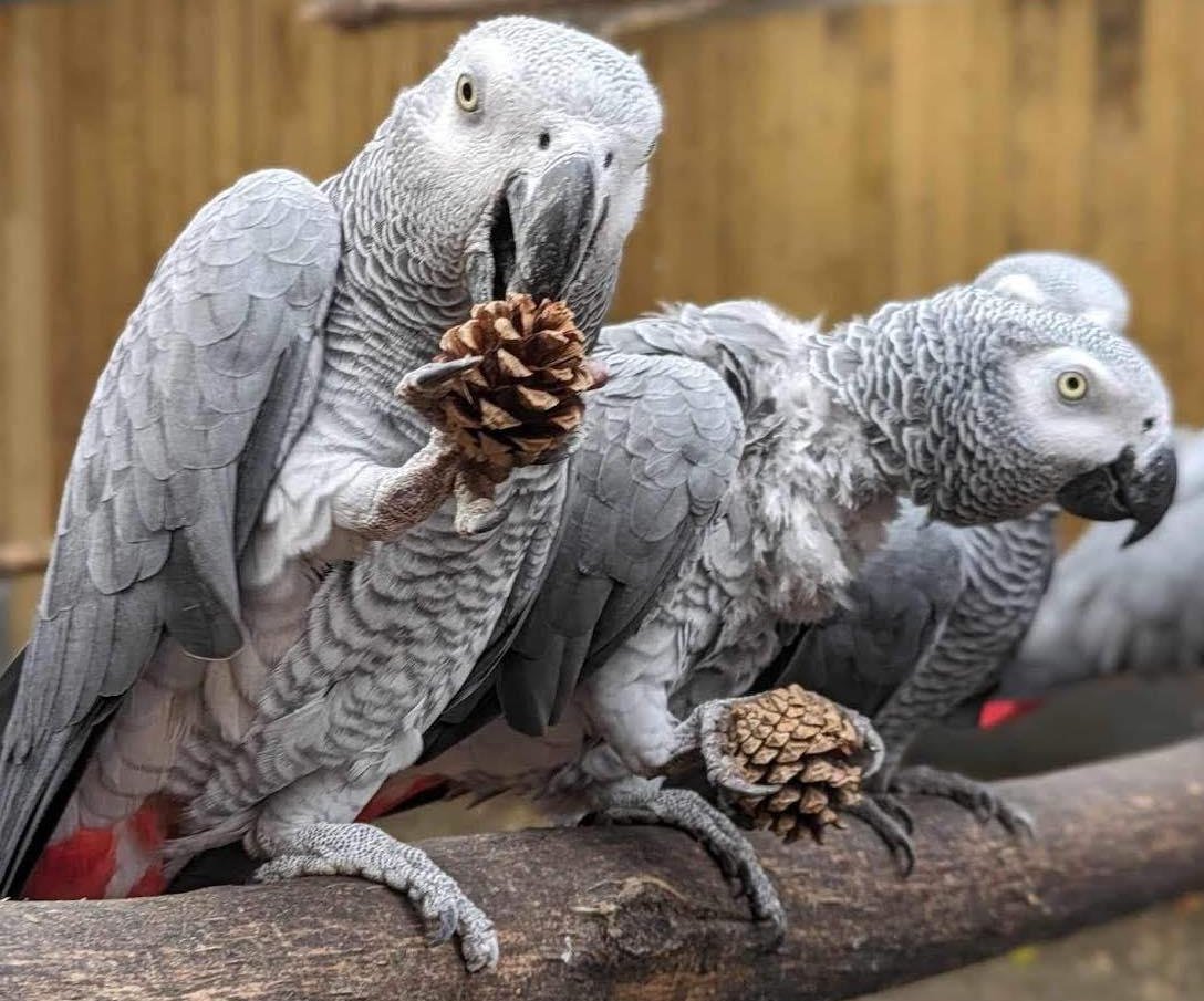 英国林肯郡野生动物园的五只非洲灰鹦鹉因多次辱骂游客并大笑而被移走。

这五只鹦鹉——比利、埃里克、泰森、杰德和埃尔西——由不同的主人捐赠，但它们之间很快就建立了深厚的友谊。