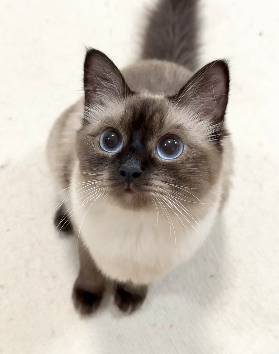 The little cat with big eyes is extremely cute
