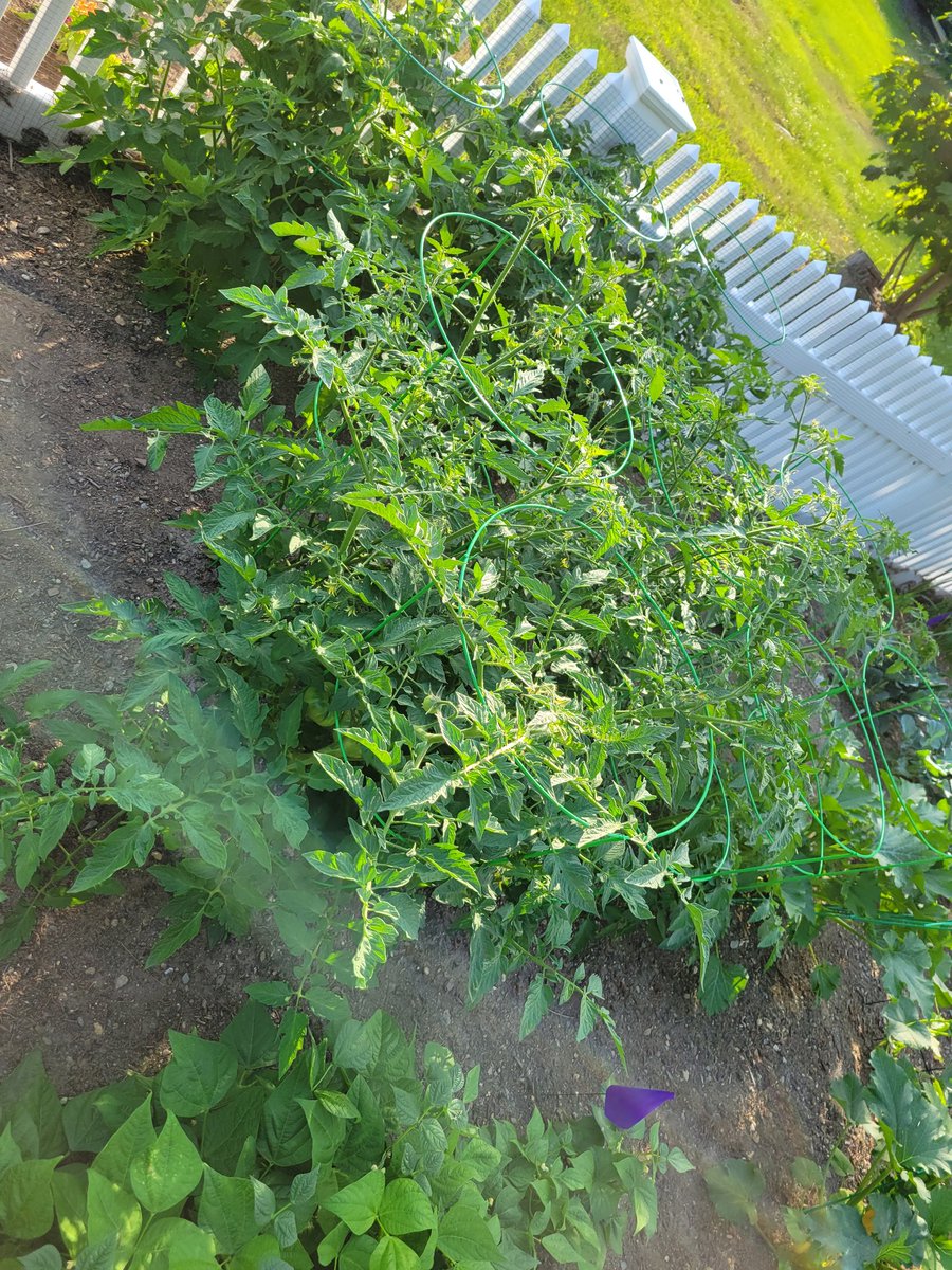 Raspberry bushes, corn/asparagus/rhubarb, onions/broccoli/Brussel sprouts, tomatoes... for more discord.gg/zCeAyuxh