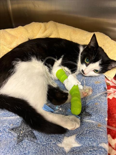 PetfindToronto's tweet image. #DAWES RD #HALSEY AVE  Pls RT2unite #FOUND #CAT- 3-Jul-25 #Toronto Animal Services A1011033 #EAST 416-338-7539 WHITE BLK DSH Unknown ?Age