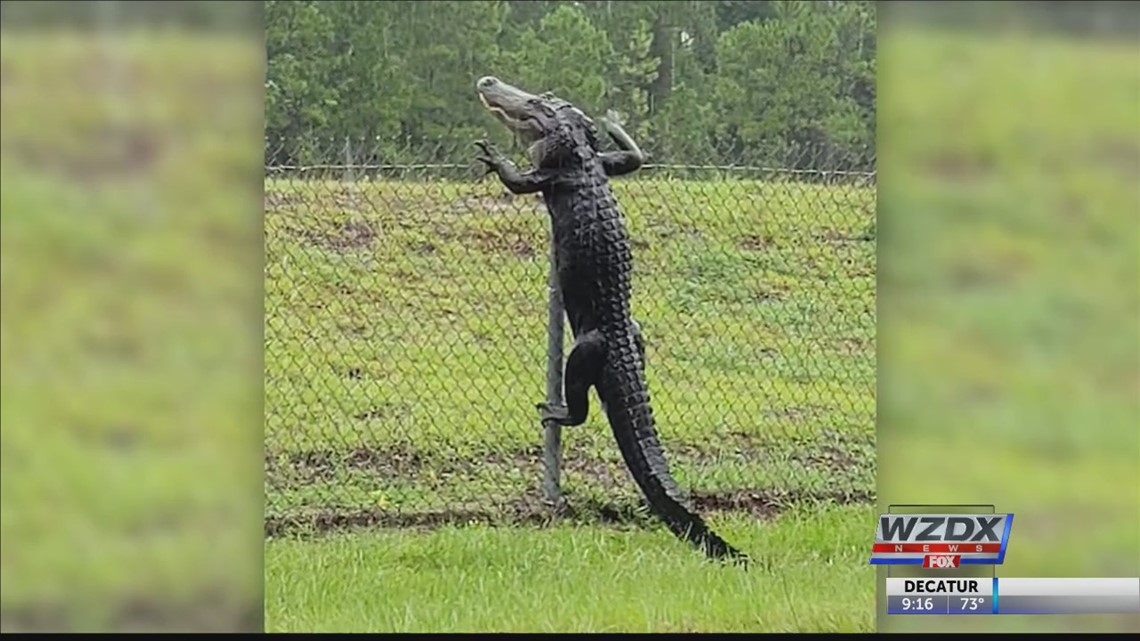 QUESTION: ALLIGATORS CLIMB FENCES!
HOW WILL THE IMMIGRANTS AT ALLIGATOR ALCATRAZ BE PROEECTED ESPECIALLY THE CHILDREN? (Gators take small prey.)
ANSWER: THEY CANNOT BE.
THIS IS NOT THE AMERICA THAT I LOVE.
RESIST!