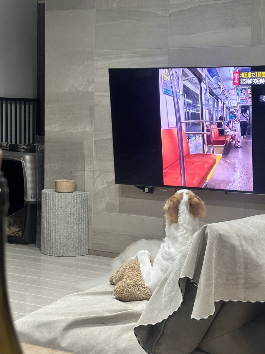 velzoi's tweet image. テレビ見てるの。