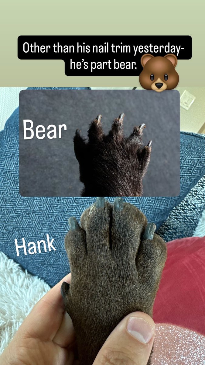 Me telling a young boy this weekend that Hank is part Bear. He believed it for a second. 😎 🐻 “Is he really part Bear?!”