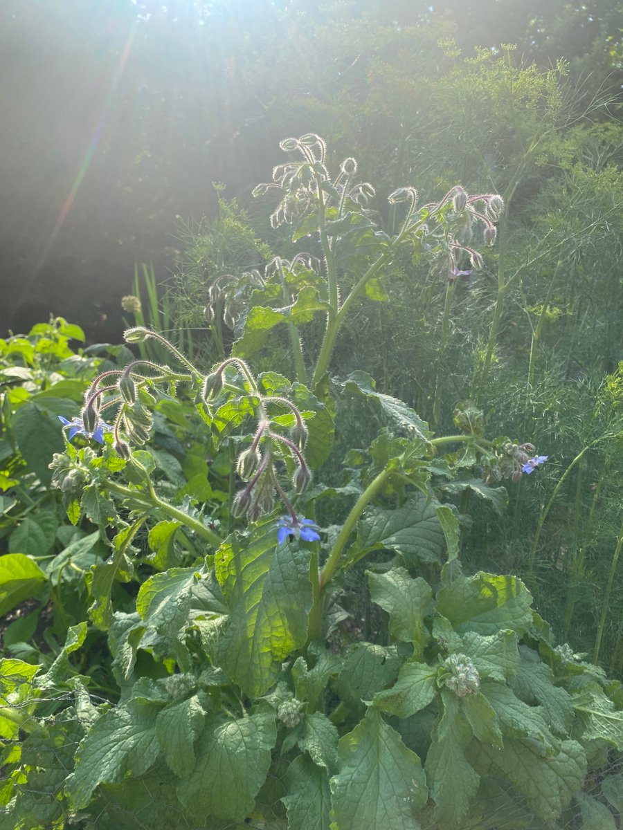 GreyCountyGal's tweet photo. Borage is liking the quick drink I gave the garden. 

(Rainshowers have been passing us by all day.  Maybe tomorrow🤞.) https://t.co/3tjji0c3qr