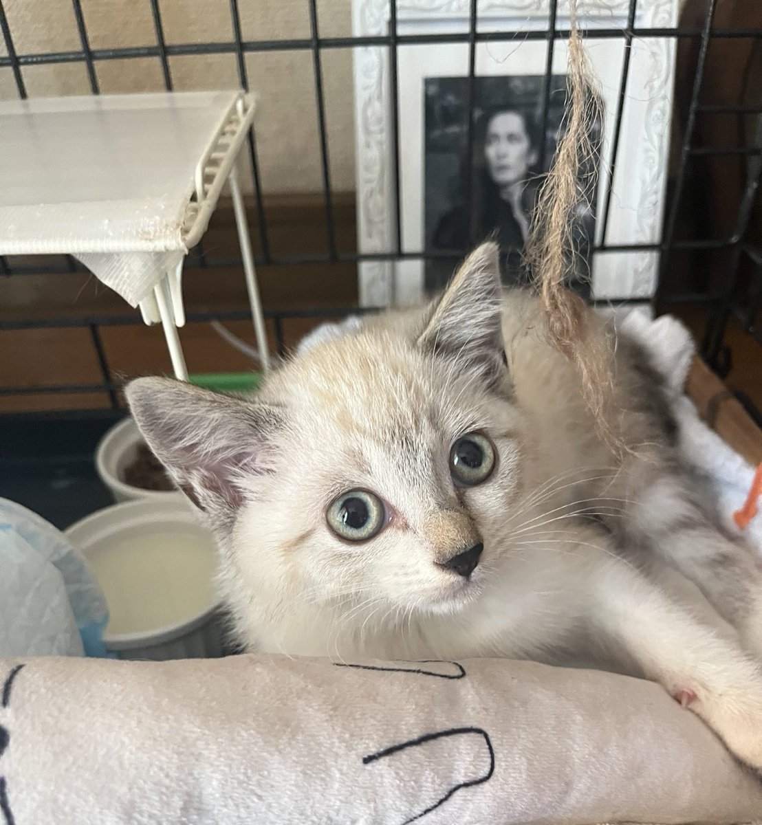 hbd🌹 I believe he gave this lovely cat to our family🐱thx♡