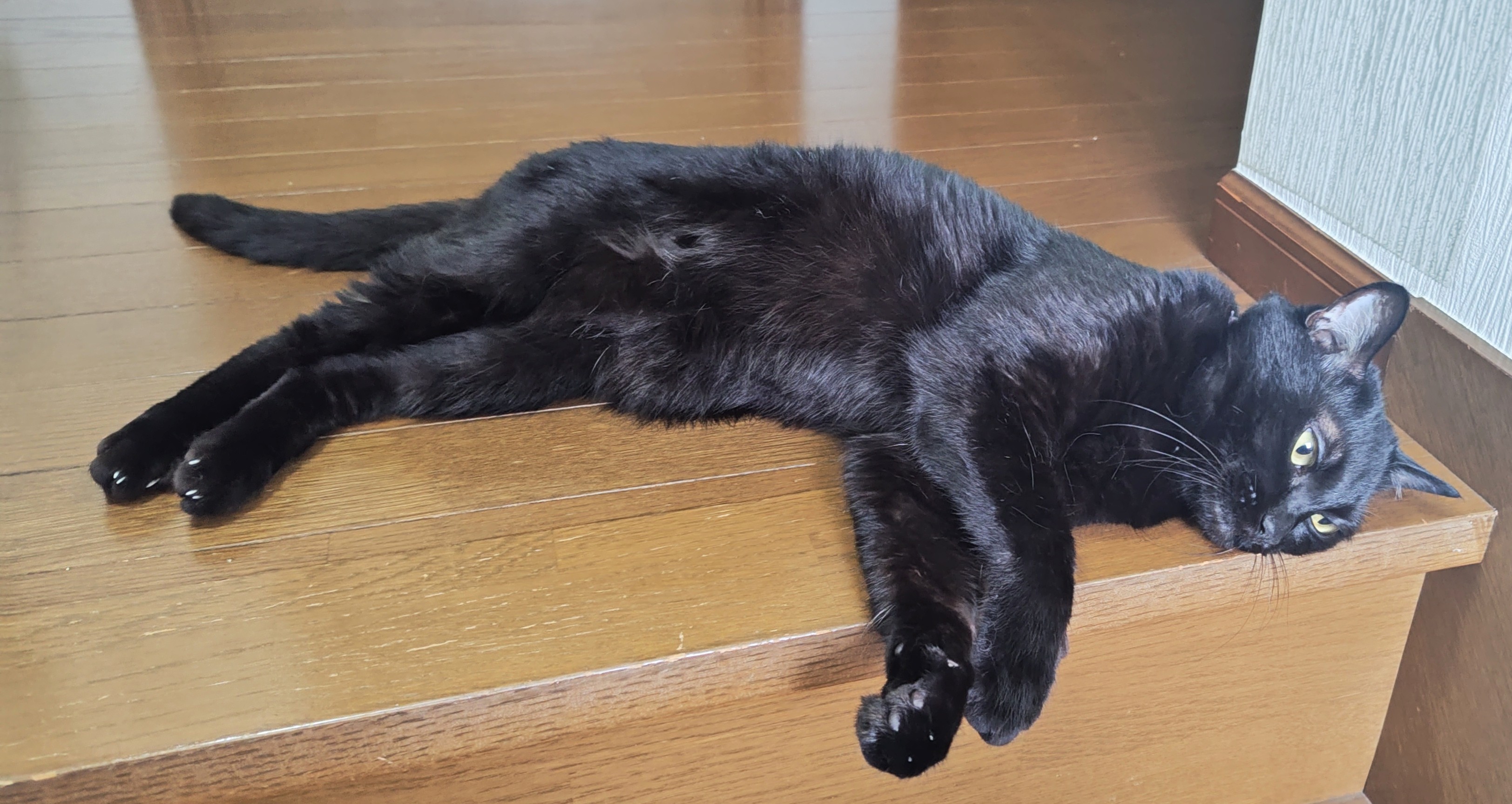 黒猫@タカシ on X: 