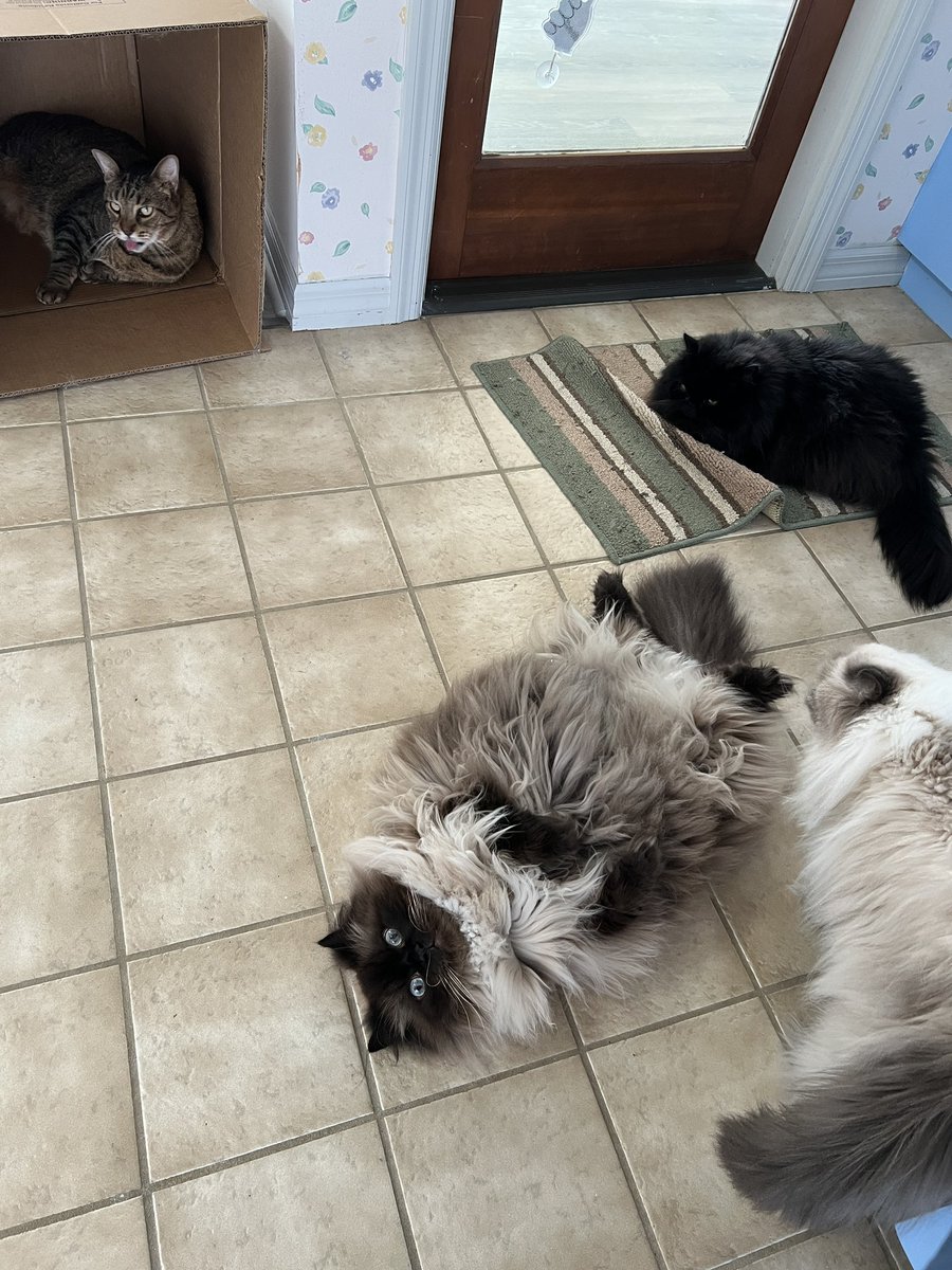 FriendlyNoodles's tweet image. just hanging out with the bros