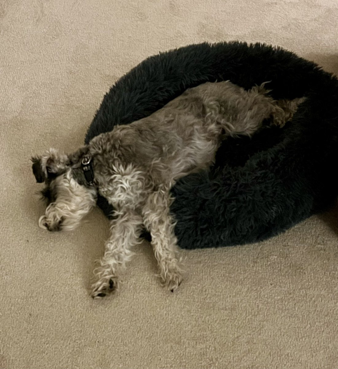 DaisySchnauzer's tweet photo. Night night #Schnauzergang 🌼🐾 https://t.co/3NiEtgHlmq