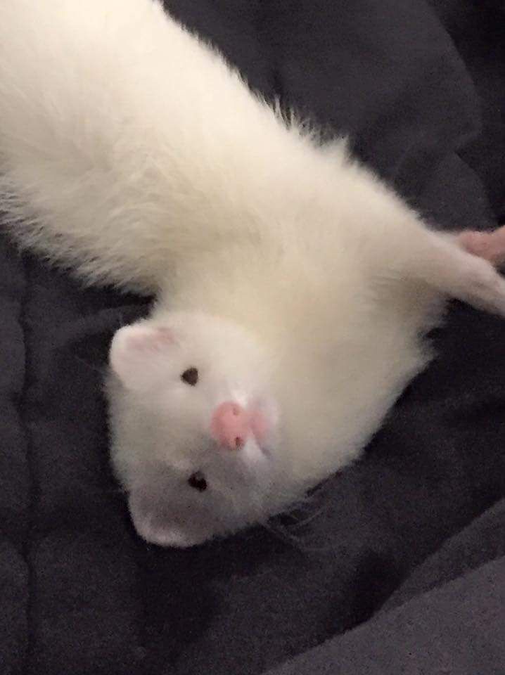 QuasarXP (ABANDONED) tweet media