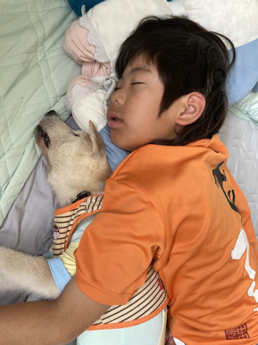 おはようございます☀️
今日も試合です⚾️暑いけど頑張ります🥵チャコお婆ちゃんパワー🐶👨🐕
#柴犬 #老犬 #老犬介護 #シニア犬 #18歳 #秘密結社老犬倶楽部 #ぼくのいぬはどうしてこんなにかわいいのか #君とずっともっとギュッと