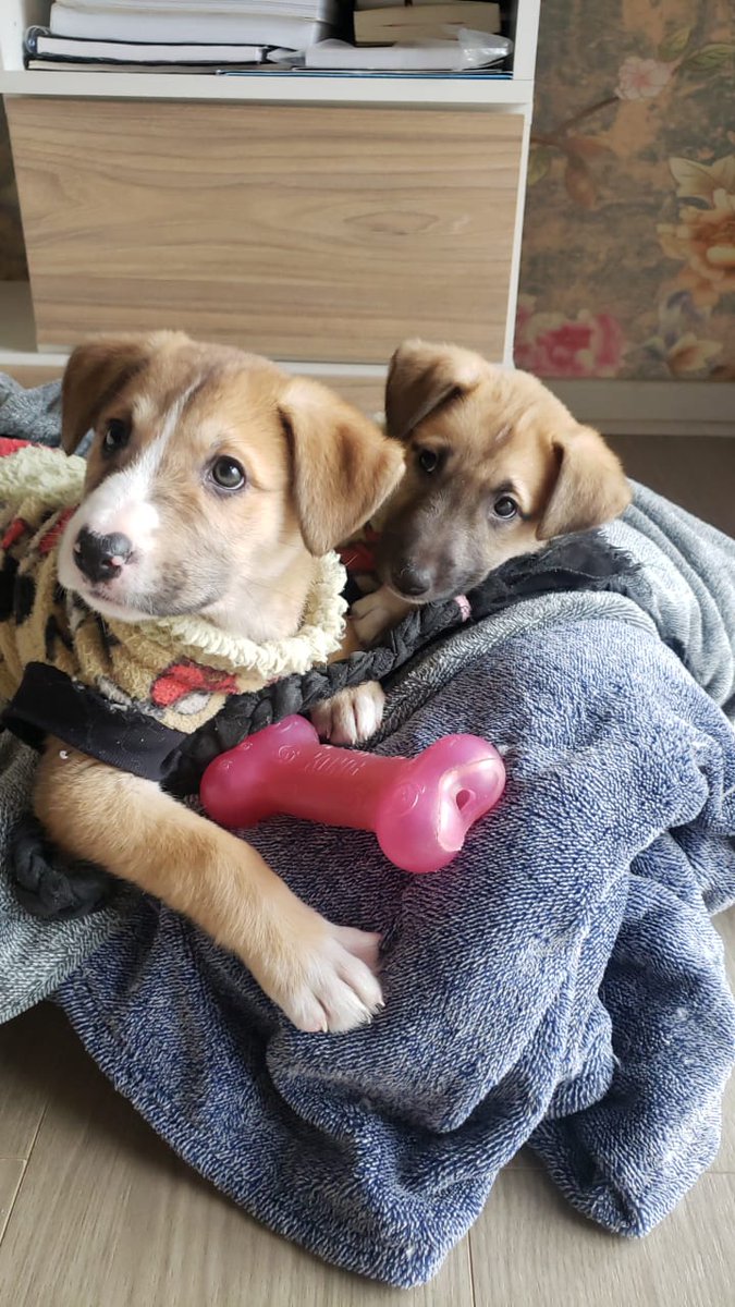piojito107's tweet photo. Bellas Cachorritas de 2 meses buscando hogar. Tamaño mediano. #Rancagua #machali #Santiago nos ayudan con un RT. Gracias https://t.co/CnpiVPEVlU