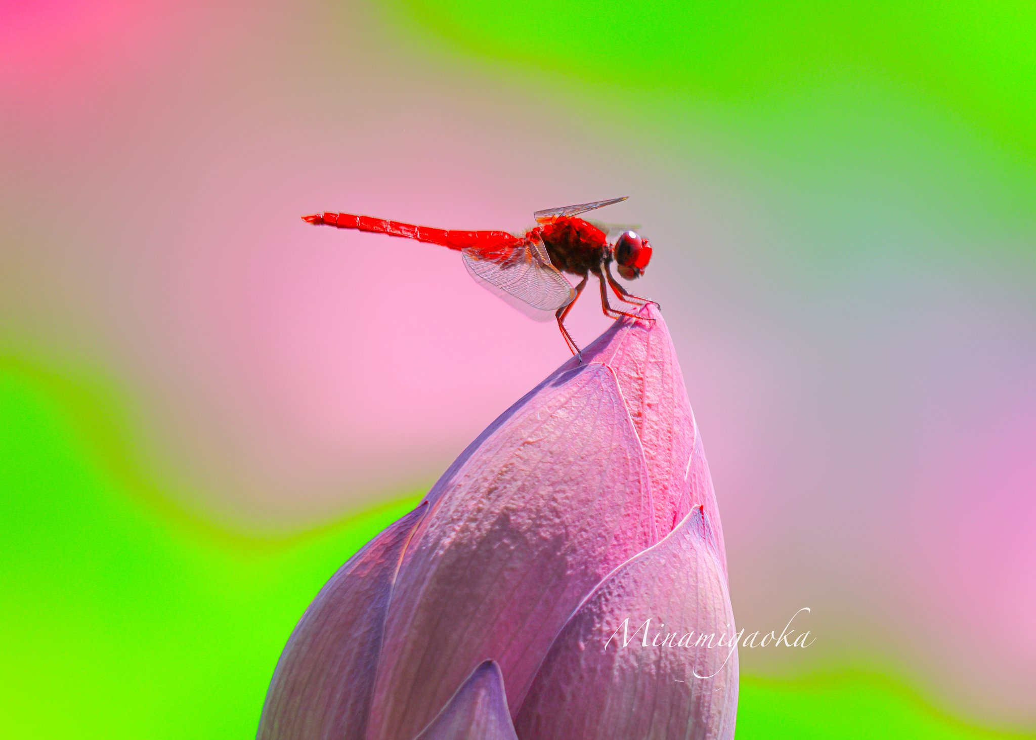 花蓮様　確認ページ 楽天市場】☆お買い物マラソン限定クーポン☆IC4CL69 【顔料