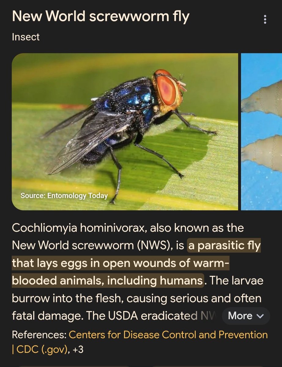 NEW WORLD SCREWWORM 

July 5, 2025

When NWS fly larvae (maggots) burrow into the flesh of a living animal or human, they cause serious, often deadly damage to the animal or human.

Post by the John Birch Society: