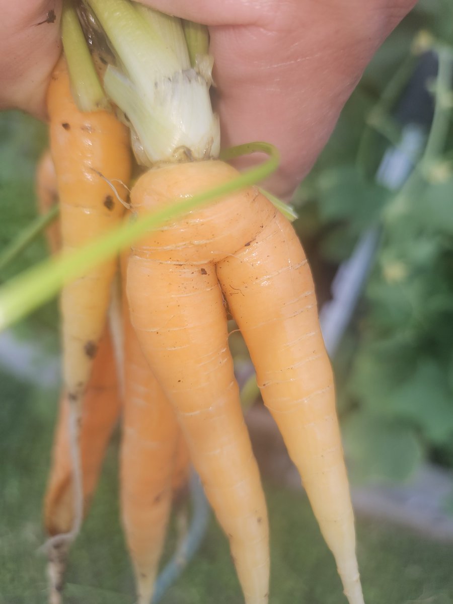NotSoTypHisp's tweet photo. @gunsnrosesgirl3 My carrots. https://t.co/uK9AdsVVBI