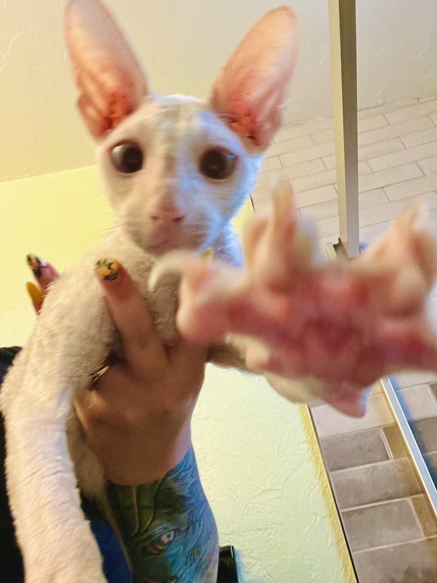 OverEzEggs's tweet image. Hi hi hi hello hi