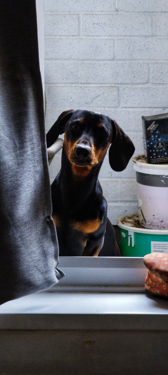 Excuse me human, I'd like to go for a walk now.