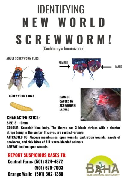 Screwworms are nasty insects where the larvae feed on animal flesh, causing enormous harm.

They are kept out of North American in a rather cool way: Every week, 14 million sterile male screwworms are dumped in panama. The females mate only once, so this prevents the species from