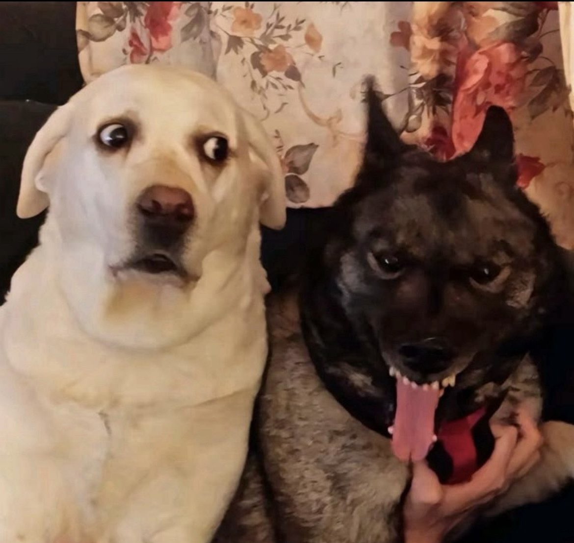 ⛧ 𝖇𝖆𝖗𝖇 𝖎𝖘 𝖘𝖆𝖙𝖆𝖓𝖎𝖟𝖊𝖉 ⸸ (@k0pr0m4nc3r) on Twitter photo 