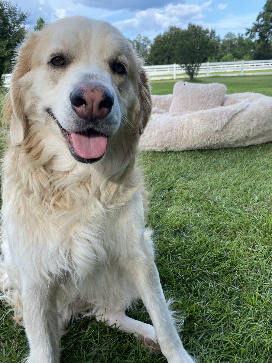 catturd2's tweet image. When all this political stress gets to me, I go outside on the Catturd  ranch and hangout with Monkey and the new 7 foot bed I bought for my doggies.