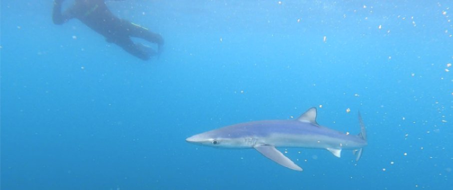 VLSorrellImages's tweet image. Someone asked me how big our Blue Shark visitor was, so here is another photo to show size (slightly &amp;gt; 2.0M)...

I will send some lovely videos once I get time.
😎