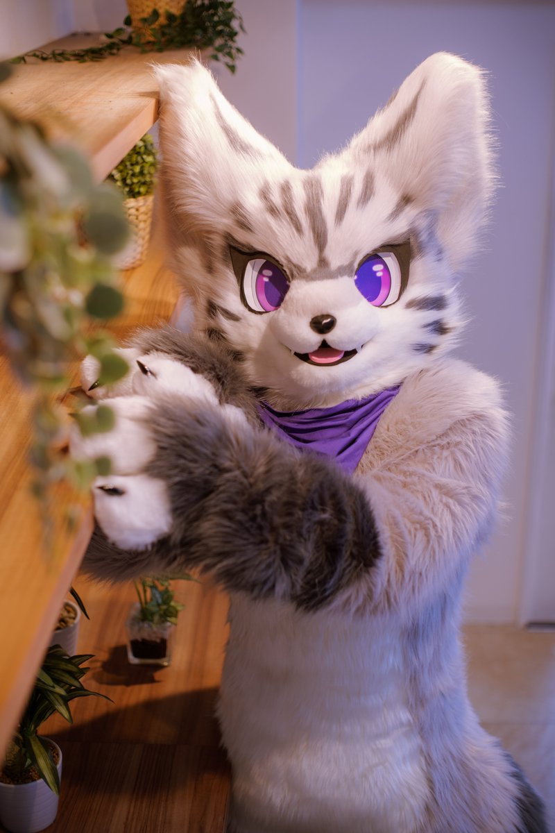 パクンチョ (@gozo_lop) / Posts / X