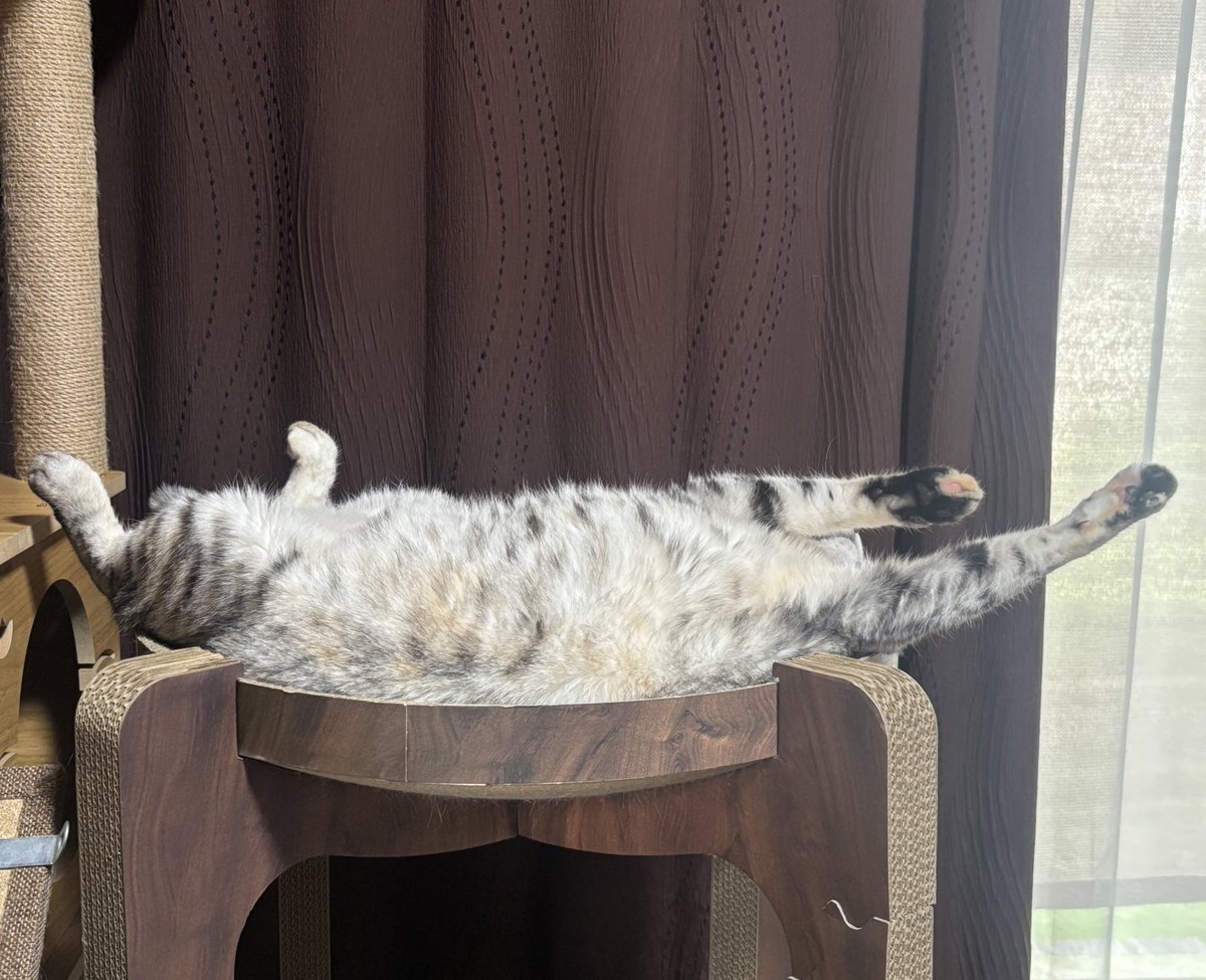 vj6vcp's tweet photo. リラックス中

#猫　#猫のいる暮らし𓏲𓎨 https://t.co/SFOkwj2DTX