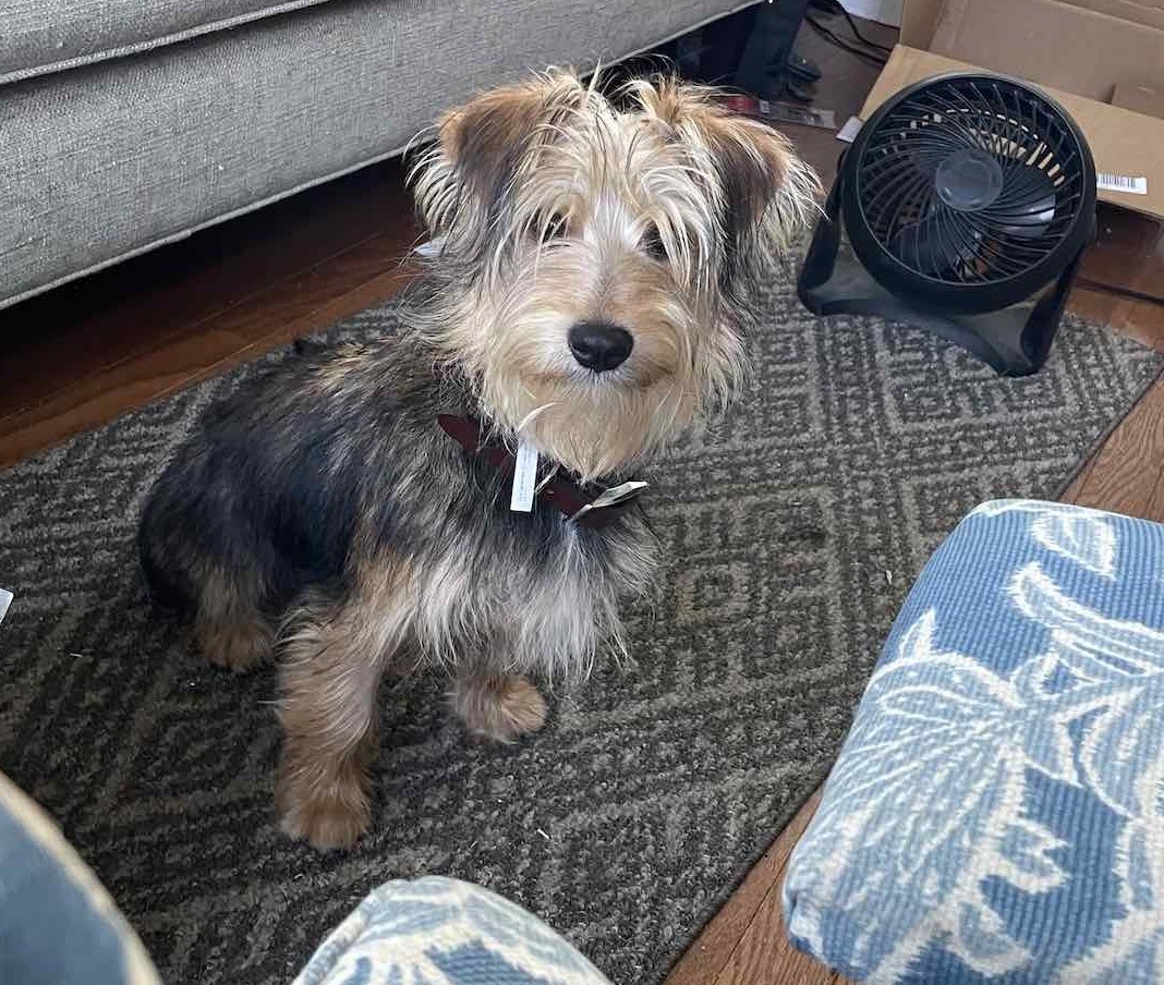 CmConeys's tweet photo. @TheHerdHouse So glad my old-lady (15yrs) Peppa-the-dog didn't have to go through the trauma of fireworks this year (let her go a few weeks ago).  Please welcome Fegus (Gus) to the "Frens of the Herd"!!! https://t.co/sZdWVVAyyn