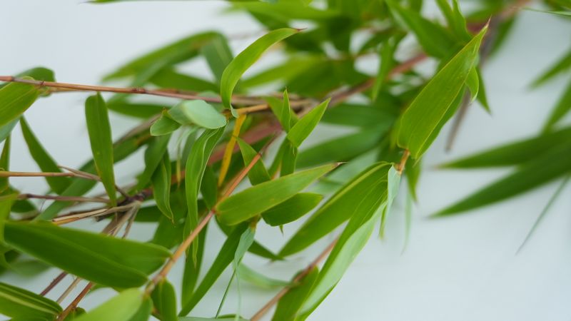 hanalabonote's tweet image. まいにち切花図鑑🌿
【笹】
明日7日は七夕⭐七夕といえばササの葉ですね。
お店ではセロファンで巻いて湿度を保っていますが、飾るとすぐにカリカリになってしまいます。そういうものなので仕方なし。
イベント等で使う人は、なるべく直前までセロファンで巻いておくとみずみずしい状態が保てます🌿