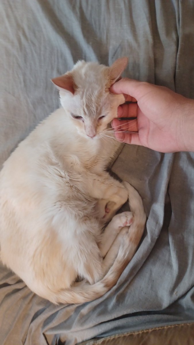 Sai4Win's tweet photo. Saying goodbye to this little one today been sick for a while and it's finally her time to go https://t.co/mQYRgAYqLk