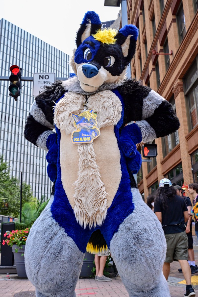 <a href="/BDawgTheHusky/">B Dawg</a> spotted at Anthrocon 2025