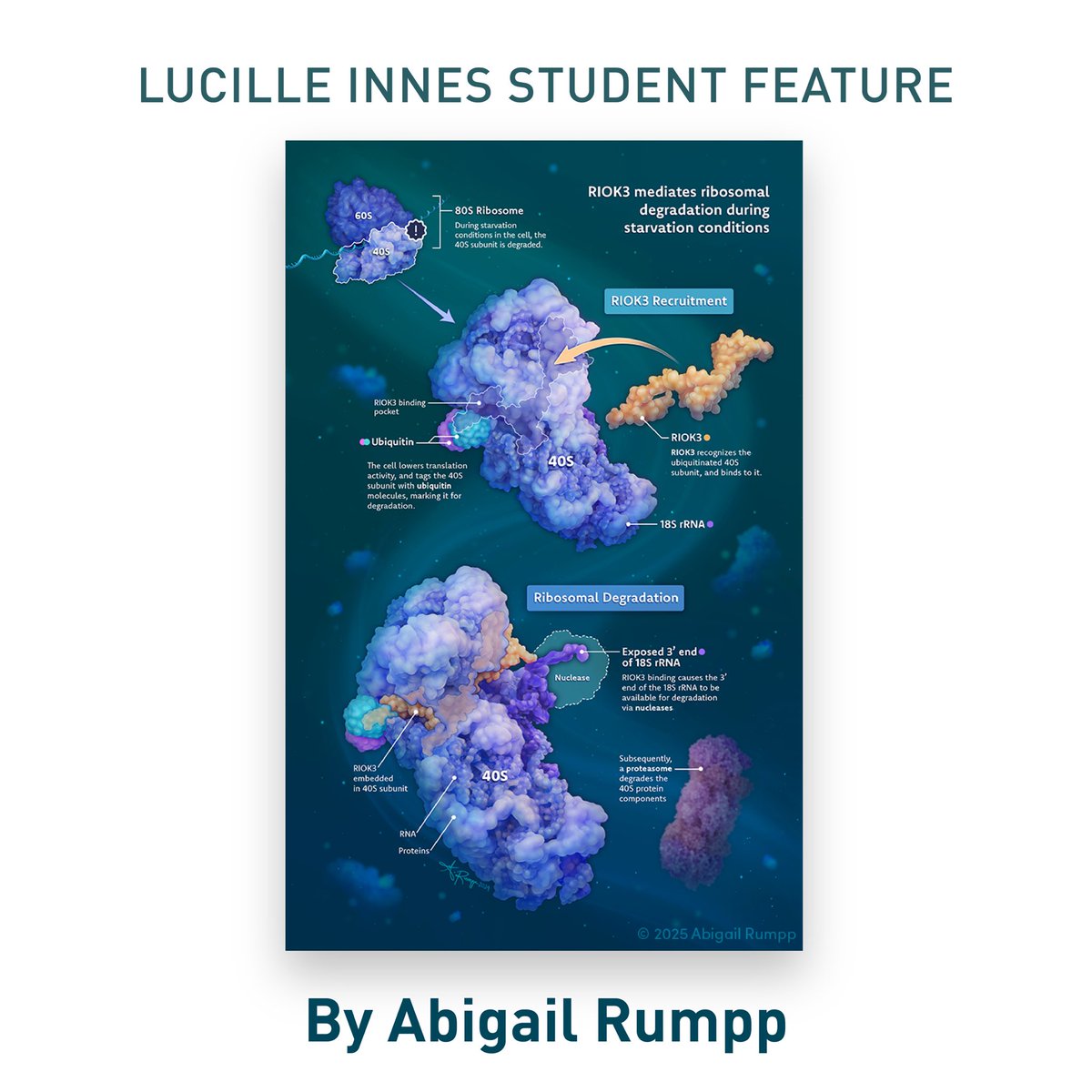Introducing Abigail Rumpp, featured student presenter, at the #VesaliusTrust Lucille Innes Student Showcase on Fri, July 18, 2025 (3:00–4:30 pm) at the <a href="/AMIdotorg/">AMI</a> annual mtg in Grand Rapids, MI. Stop by, meet the recent grads &amp; see what they have been working on. #medart #sciviz