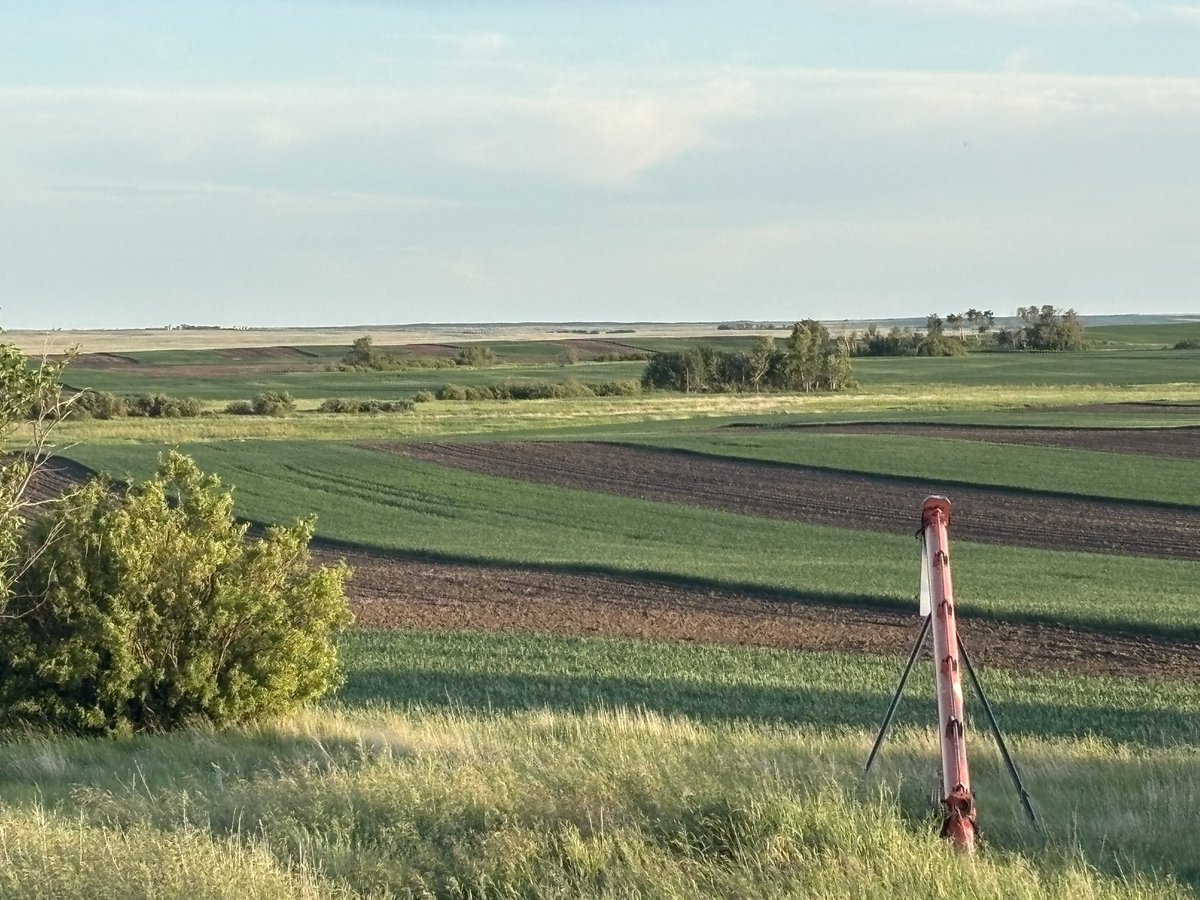 CarldeConinck's tweet photo. @bigmothufacking Between rosetown and kindersley. Very intentional here! #stripfarming https://t.co/0Zhz98QTsy