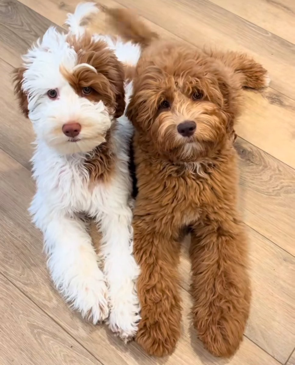 Puppies 🐶 tweet media