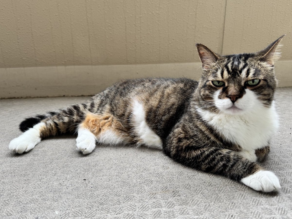 避暑地探そうかなにゃお！