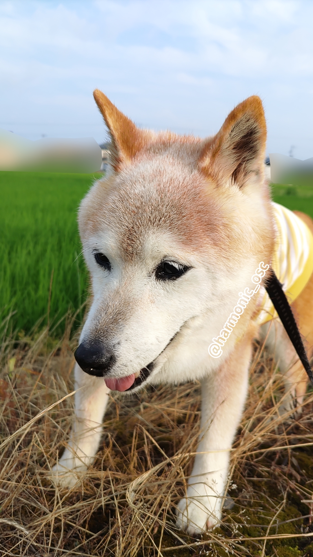 yutaka4848🐕🐾🎮💻_φ(・_・ on X: 
