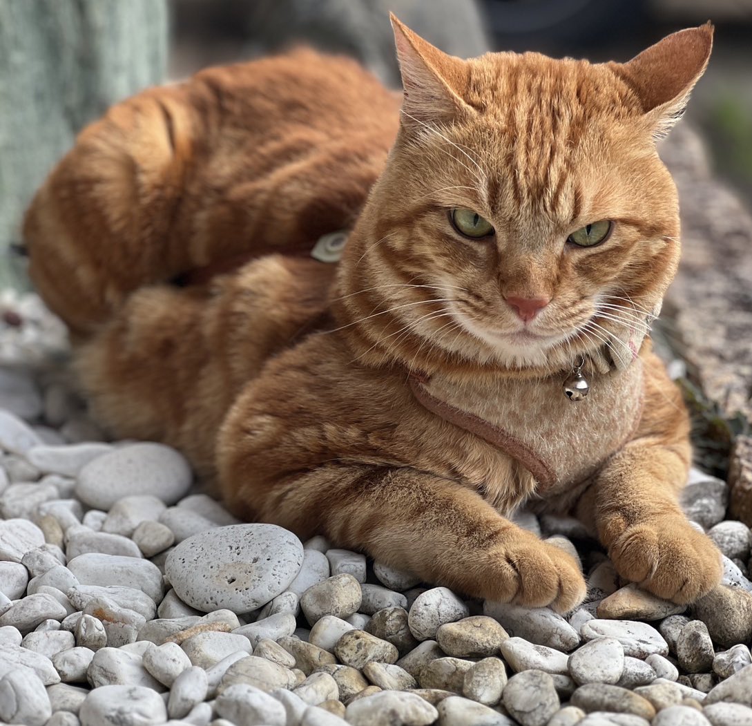 良い日曜日を🌿　　　　　　by🐯