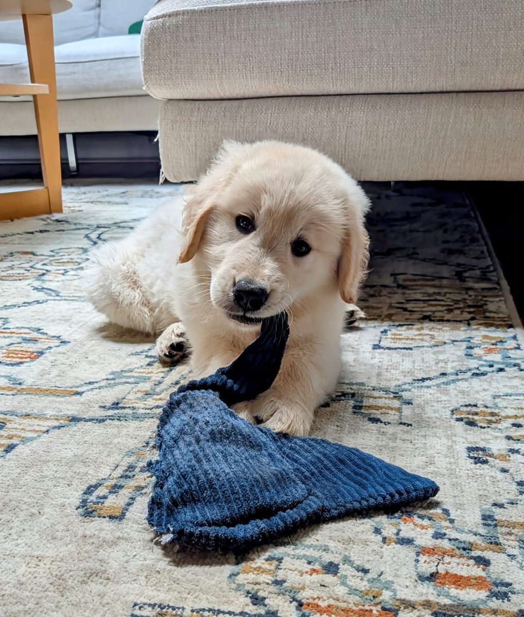 lilkorok's tweet image. newest member of my family, Milton! 🐶