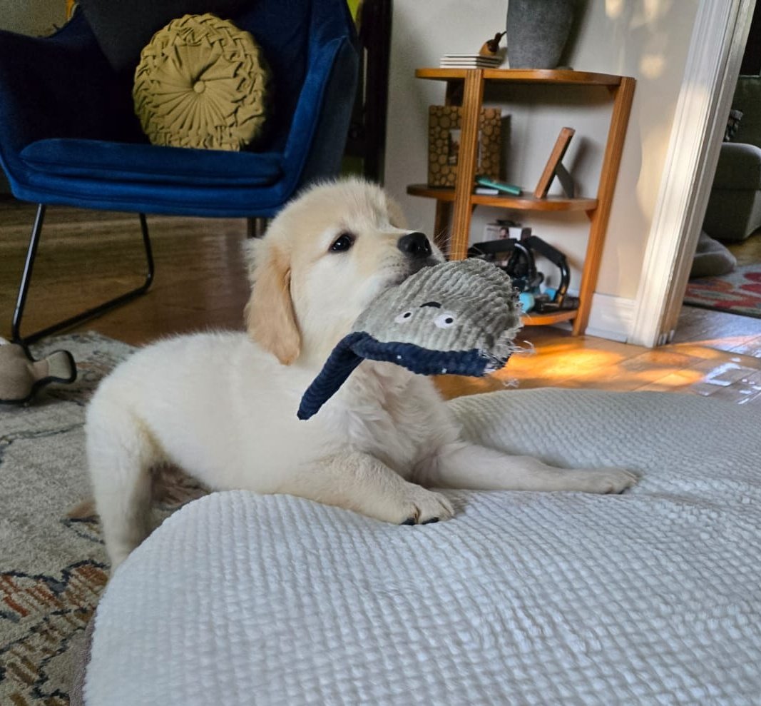 lilkorok's tweet image. newest member of my family, Milton! 🐶