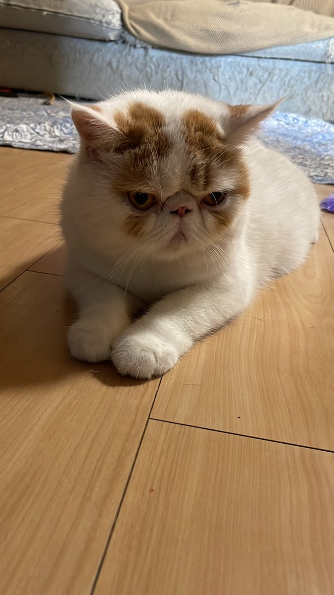 おはよー。毎日暑いね。水分補給がんばるにゃ。