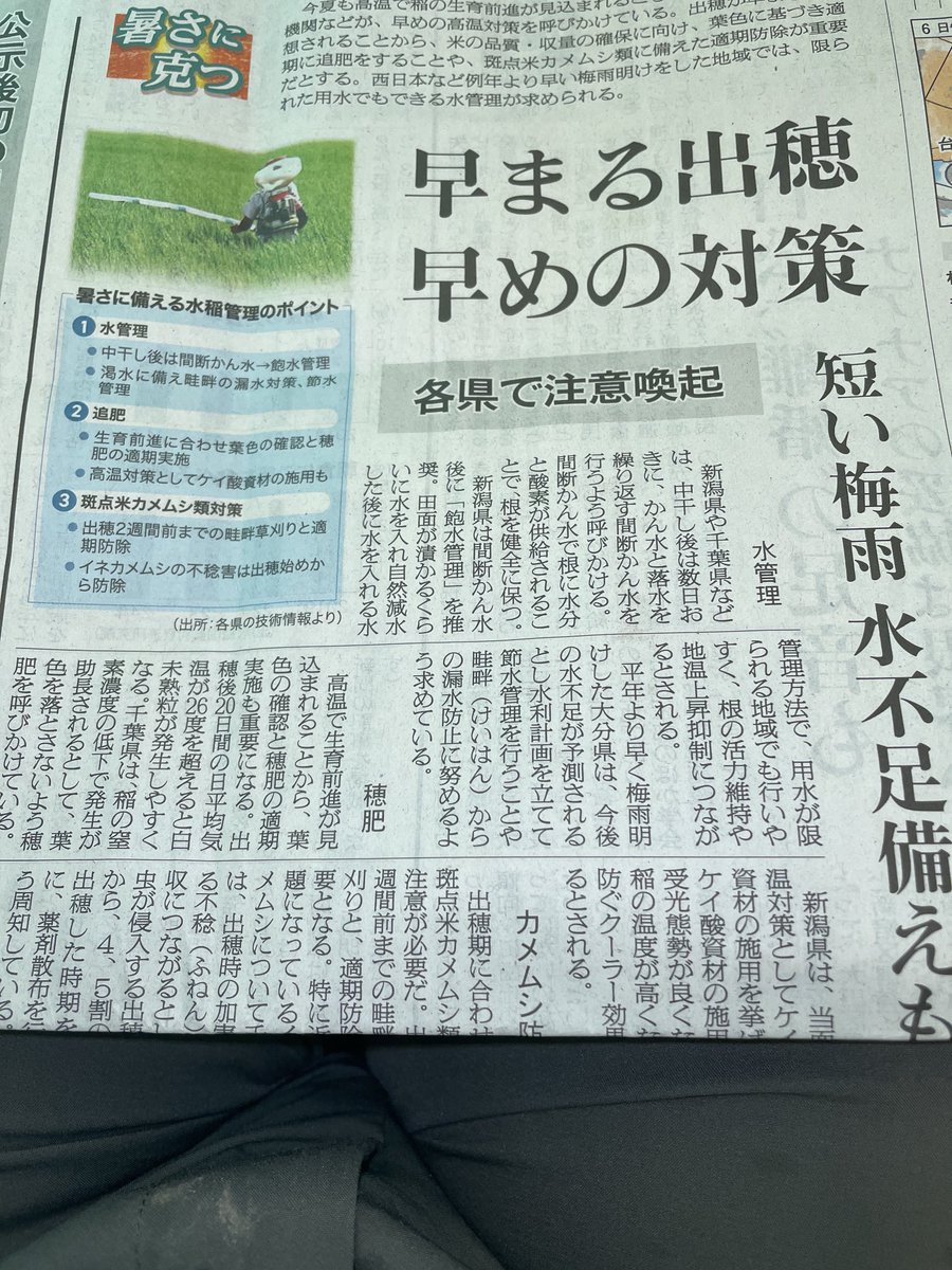 pony1744's tweet image. 今年も米不足の予感を伝えるメディアが多い。忘れないで欲しいのは、農家は渇水や早めの出穂、カメムシ対策で、炎天下の中、努力している。一国の首相や農水大臣がお米は安くなければならないという言葉がどれだけ農家のプライドを傷つけているか、知るべきだと思う。