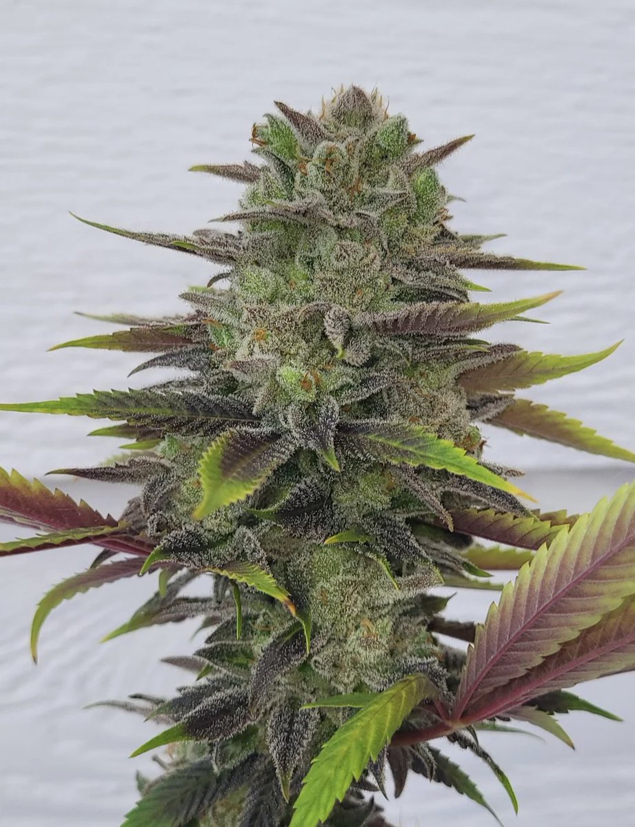 RedVelvetStrain's tweet image. Blue Dream 🌟
