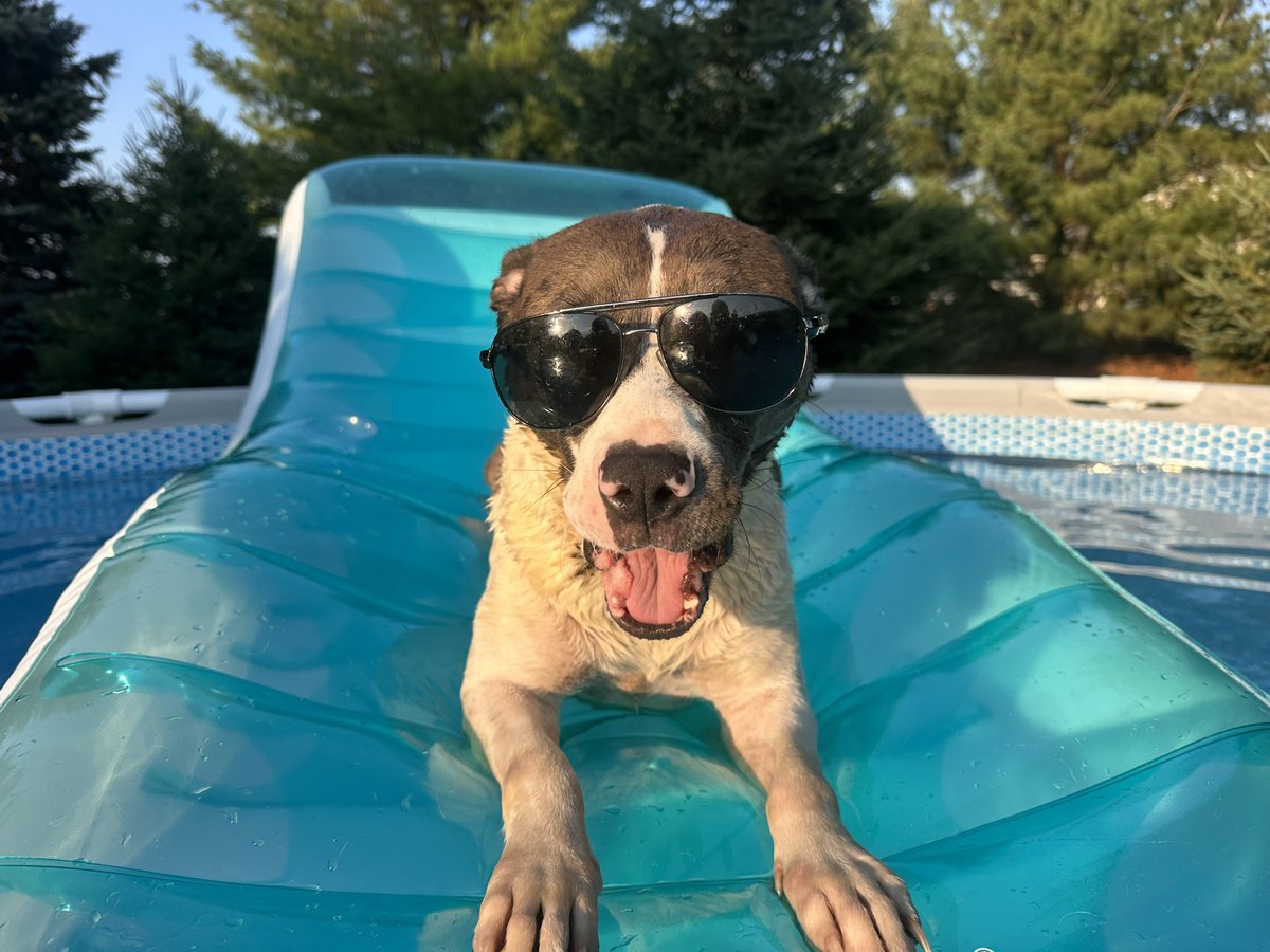 Zero is getting her suntan on today LMAO! This dog literally does everything with me ❤️