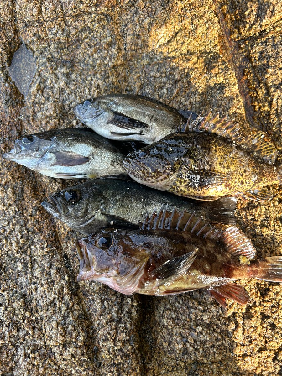 金夕まづめ、土朝まづめ、土夜、日朝まづめの釣果をまとめて。
土曜日の夜は潮が動かないので、本メバルもほぼリリースサイズ😖
風が強いのでエステルに変更し、小さなあたりを拾って行く釣り方。ポイントも5箇所移動したが、どこもパッとしない😅
20cm以上持ち帰り
3日連チャン、安定のモンゴウ🤭