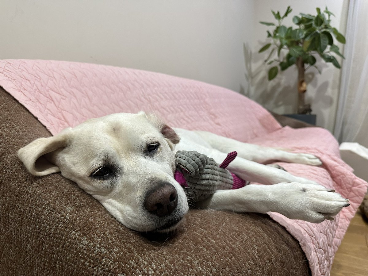 오늘도 덥겠다 대운아.