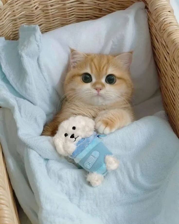 Baraa🐱 (@braauwu) on Twitter photo 