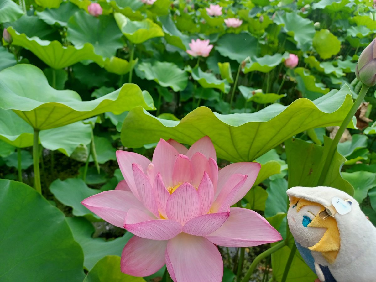 蓮花 こちら去年の蓮のお写真。 大阪の万博記念公園だそうです☺️