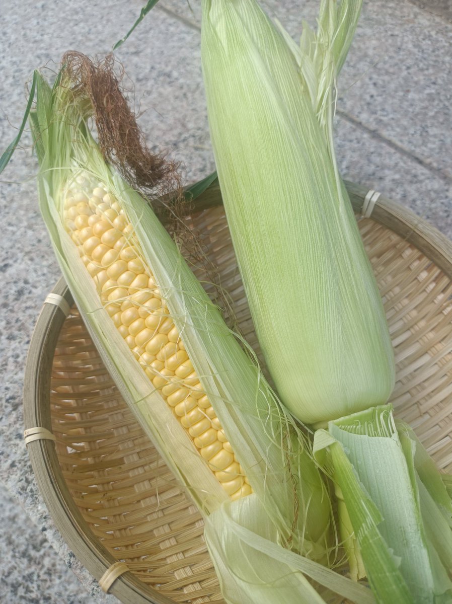 CompassLab8's tweet image. 採れたてのとうもろこし🌽今までで1番甘い!!
#コンパスラボ #塾 #鳥取市 #オンライン塾 #受験生 #中学受験 #高校受験 #大学受験 #日常に潜む学び #塾講師飯テロ部 #家庭菜園 #食育 #企業公式夏のフォロー祭り #企業公式つぶやき部