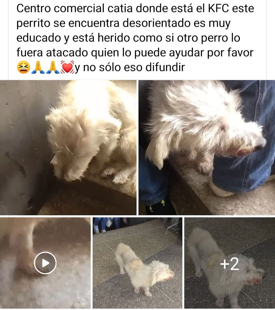 Reportan a este pequeño en el CC Catia que al parecer se encuentra herido.  Se presume está EXTRAVIADO