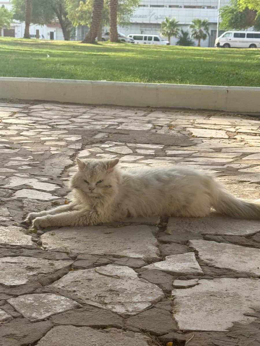 حديقة المنتزة| بريدة 🆘🚨
قط/ة حالتها الصحية سيئة متواجد في حديقة حي المنتزة، بريدة 
نرجو ممن يستطيع المساعدة التوّجه للموقع:
maps.app.goo.gl/8xwGgsftBNrFFb…

<a href="/soundsoul369/">هيلة الروقي</a>